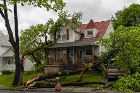 Emergency Tree Service