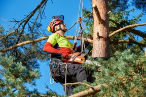 Tree Trimming & Pruning