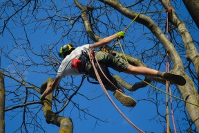 Arborist