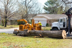 Tree Removal