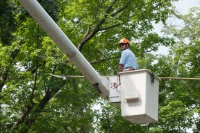 Tree Service